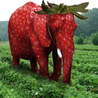 Elefante nascosto in un campo di fragole