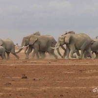 Mandria di elefanti impazzita