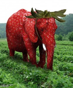 Elefante nascosto in un campo di fragole