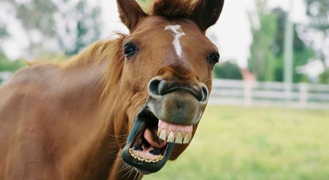 Cavallo parlante